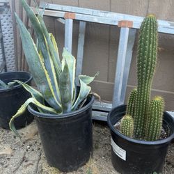Plants For Sale