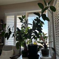 Rubber Tree Plant