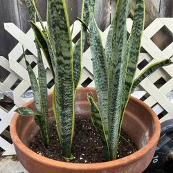 Snake Plant 
