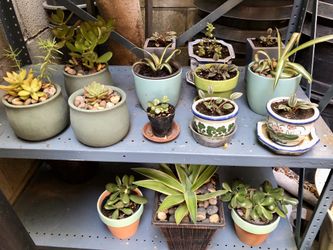 FREE Succulents succulent flower plants w/ pot purchase all in organic soil! $8