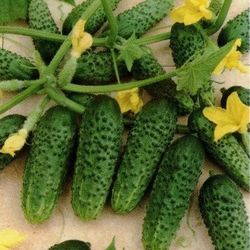 10 seeds of Mirabelle F1 cucumbers. free delivery to your home
