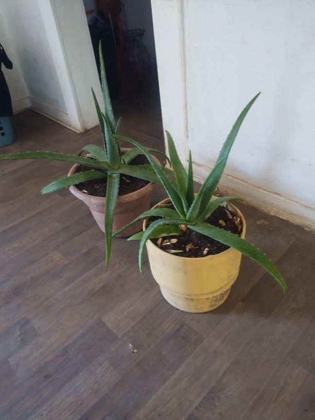 Large Aloe Vera Plants 