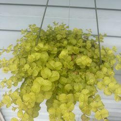 creeping Jenny Perennial Plants
