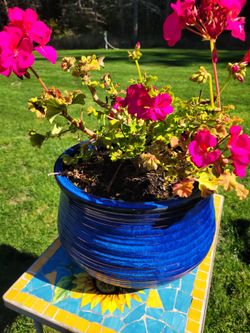 Large Blue Pot W I th Geranium 