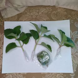 2 - 6" Spanish Oregano Cuttings $7 -Ship $4