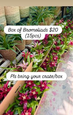 Plants Sale🌿15 Bromeliads for $20🌿Available today Sunday⬇️Pls read description ⬇️for the address /hours⬇️
