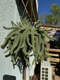 Peanut Cactus