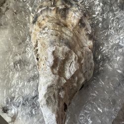 Craft Oyster Shells