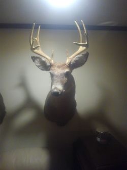 Real 11 Point Deer Head