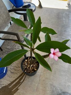 Pink plumeria Plant