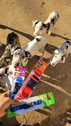 Great Dane Collars