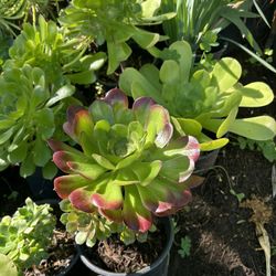 Succulent Plants 