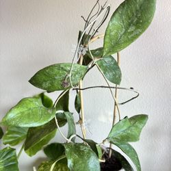 Hoya Chicken Farm With 4 Peduncles 