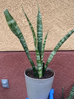 Plant 🪴