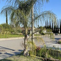 Queen Palm trees