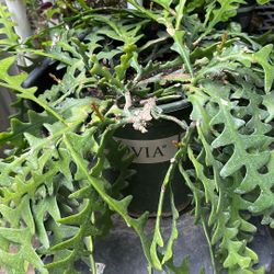 Cactus  Serrucho Próximo A Gloriar 