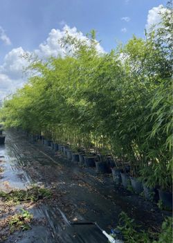 Graceful Bamboo Privacy Screen