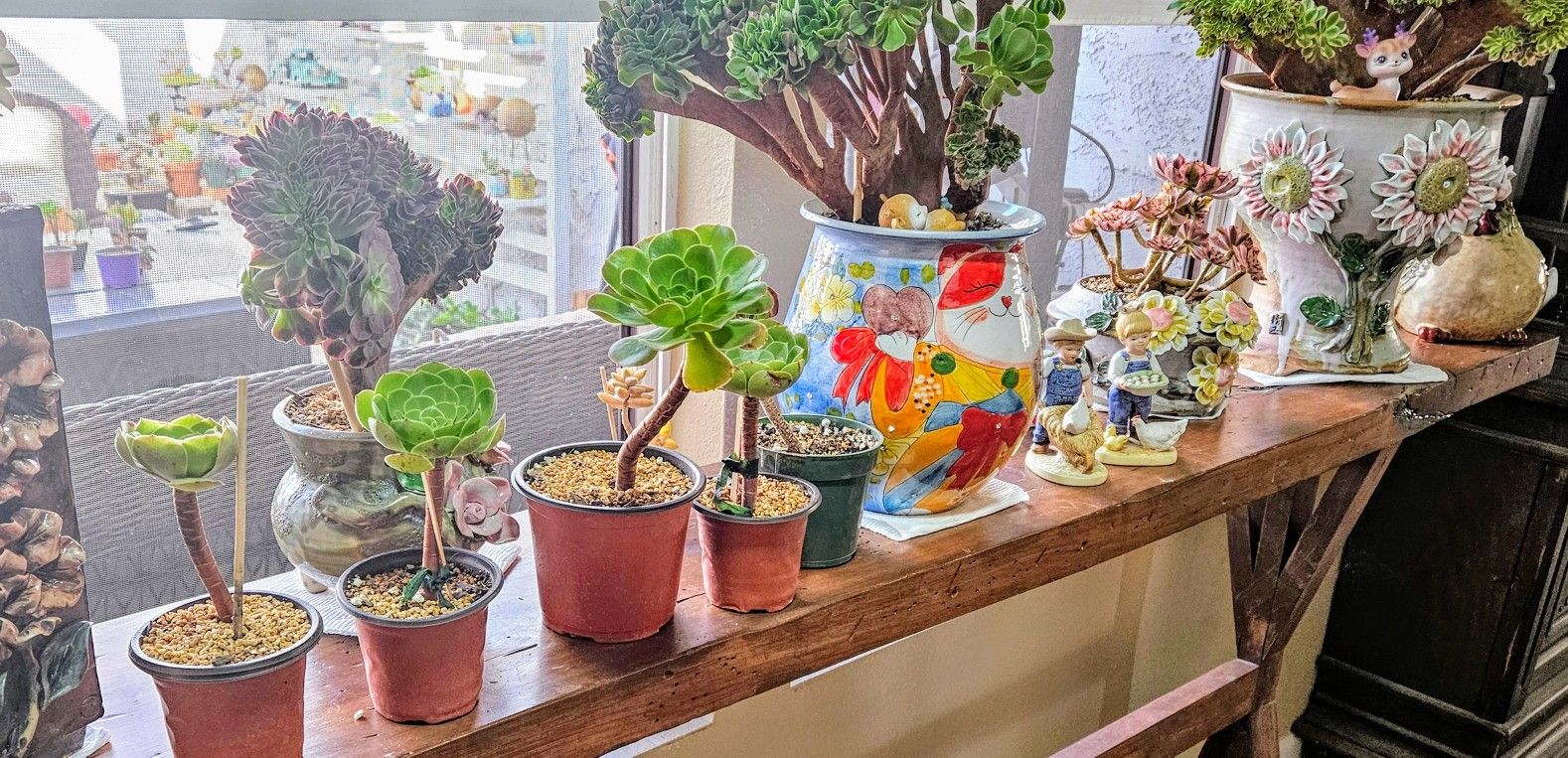 Rare Aeonium Holloween Fully Rooted Succulents