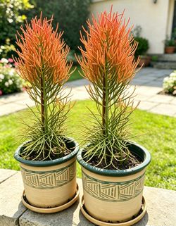 Set of 2 fire Stick plants, Euphorbia tirucalli 'Firesticks' succulents , come with  ceramic pots