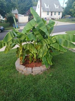 Banana Plant