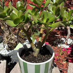 Jade Plant for Gift
