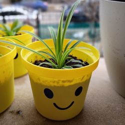 Valentine's 🕷️ Spider Plant 🤍