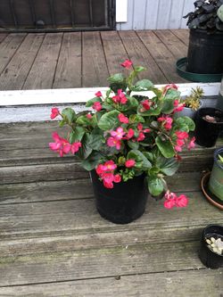 Wax Begonia