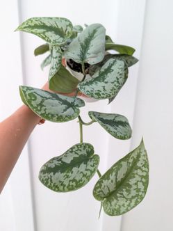 Scindapsus Pictus Exotica Silver Satin Pothos Plant 4" Pot - Indoor House Plants