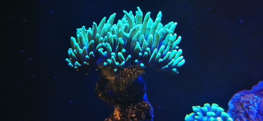 Aquarium Coral DECOR