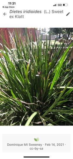 Dietes Iridioides Flower