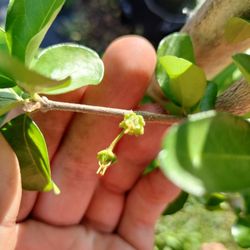 7 Gallon Acerola Trees