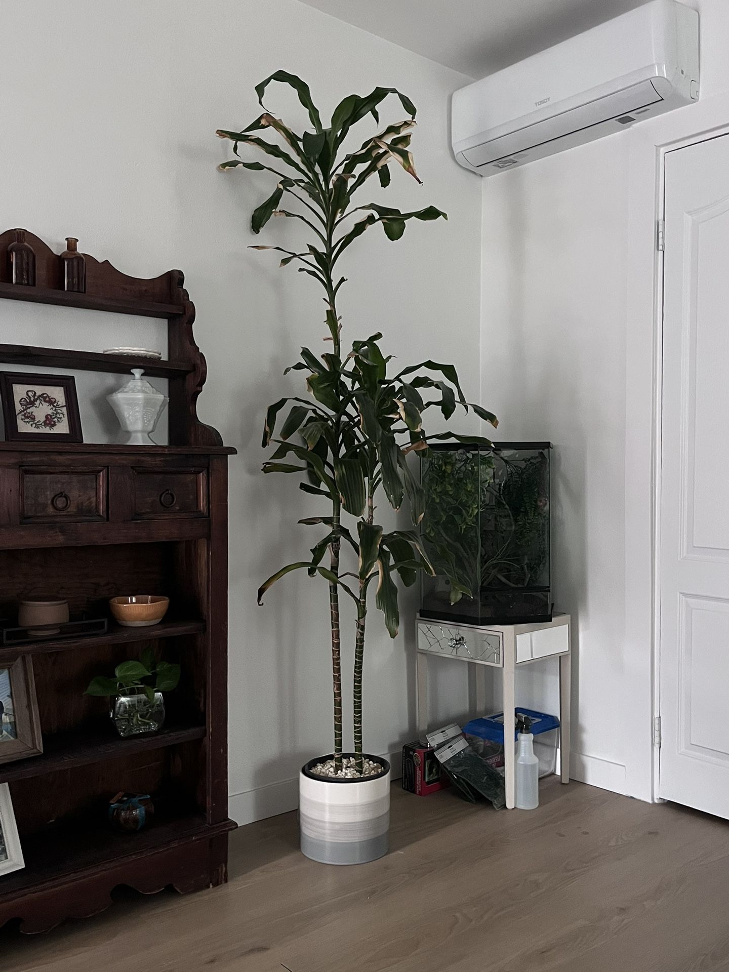 Tall House Plant