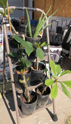 Nursery planters plants pots ceramics