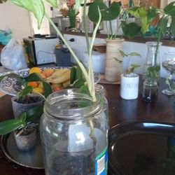 Plants. 