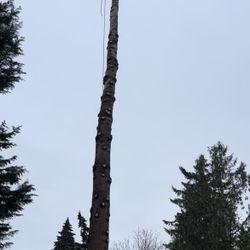 Tree Work
