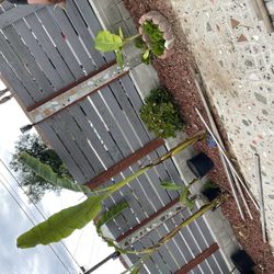 Banana Trees $25