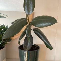 House Plant (planter included) 