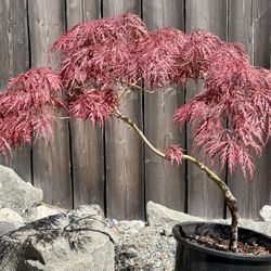 Japanese Maple Garnet