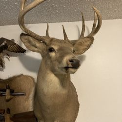 9 Point Deer 