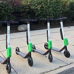Domesticated Lime Scooters