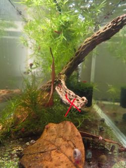 Aquarium decorations