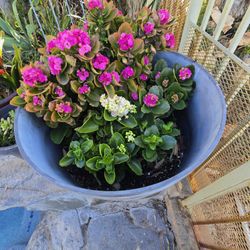 Plants Of All Sizes Very Mature With Pots