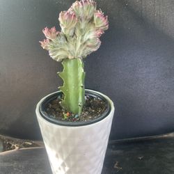 Cuctus In Ceramic Pot Plant
