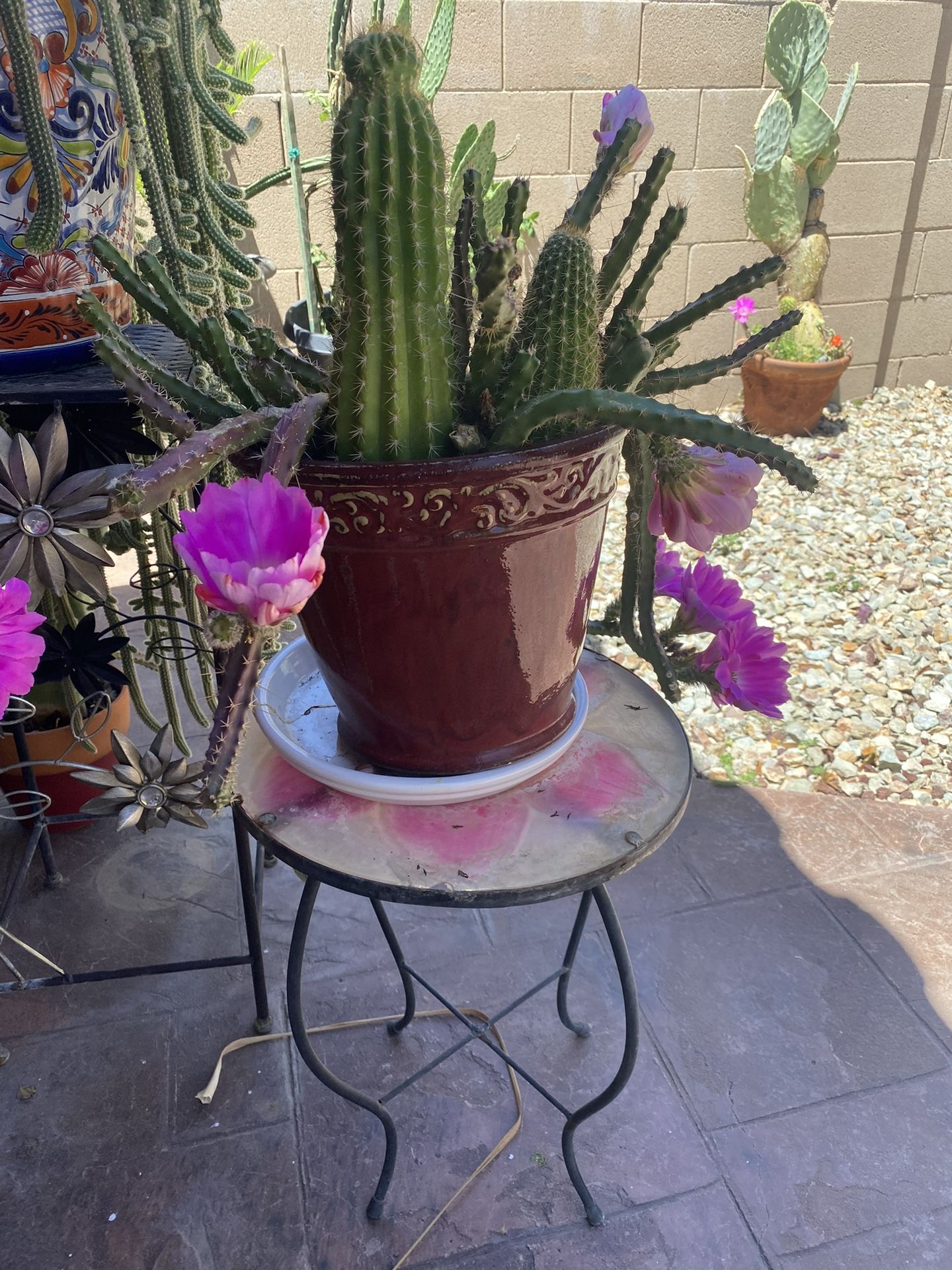 Cactus Plants
