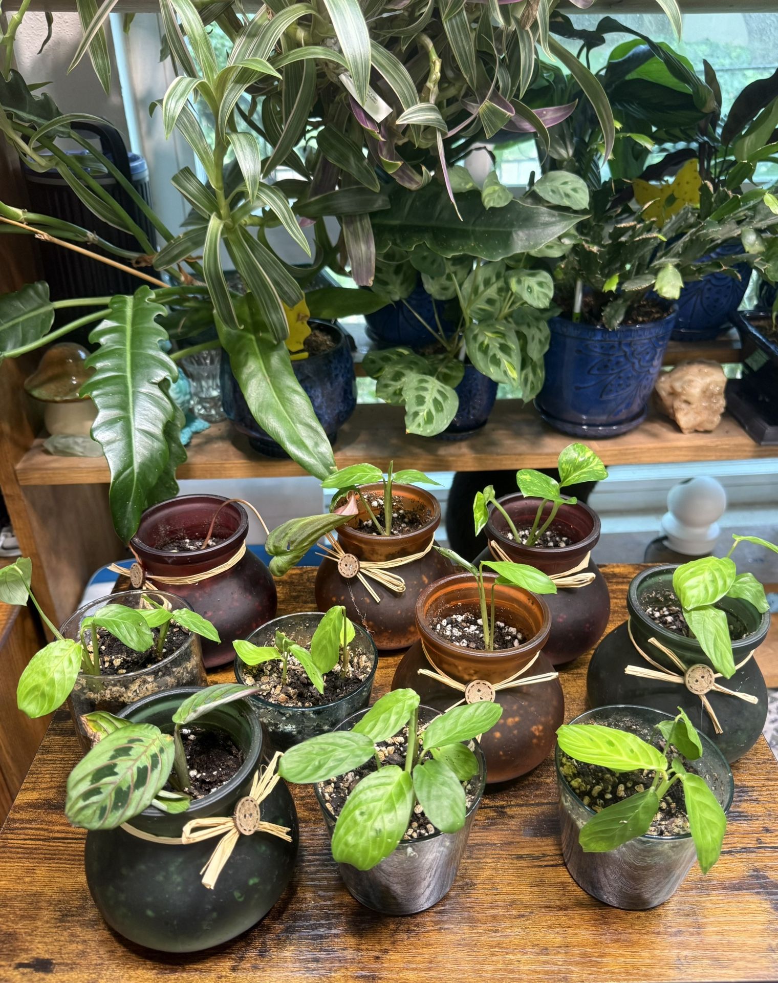 Maranta Prayer Plant In Glass Pot