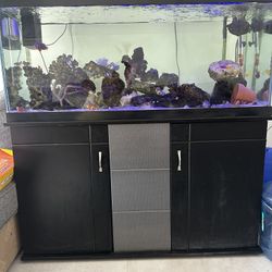 aquarium saltwater tank 75 gallon 