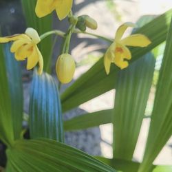 Orquideas De Tierra Amarillas Y Moradas Con Amarillo 