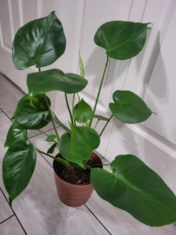 🌿Healthy Live Houseplant Monstera Deliciosa 23" Tall In Pot 6" ~ Easy To Grow