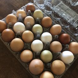 Fresh Chicken Eggs!