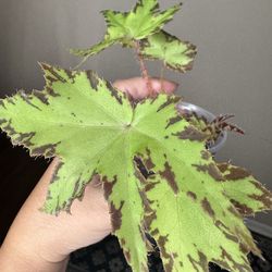 Begonia 'Phoe's Cleo' live plant B